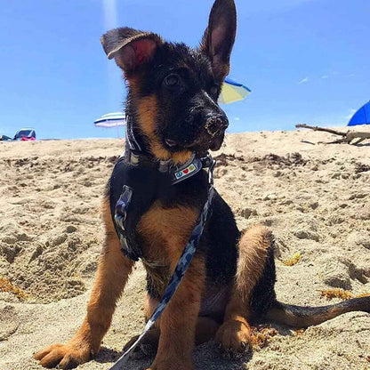 Reflective Padded Pink Dog Collar for Medium/Large Pets