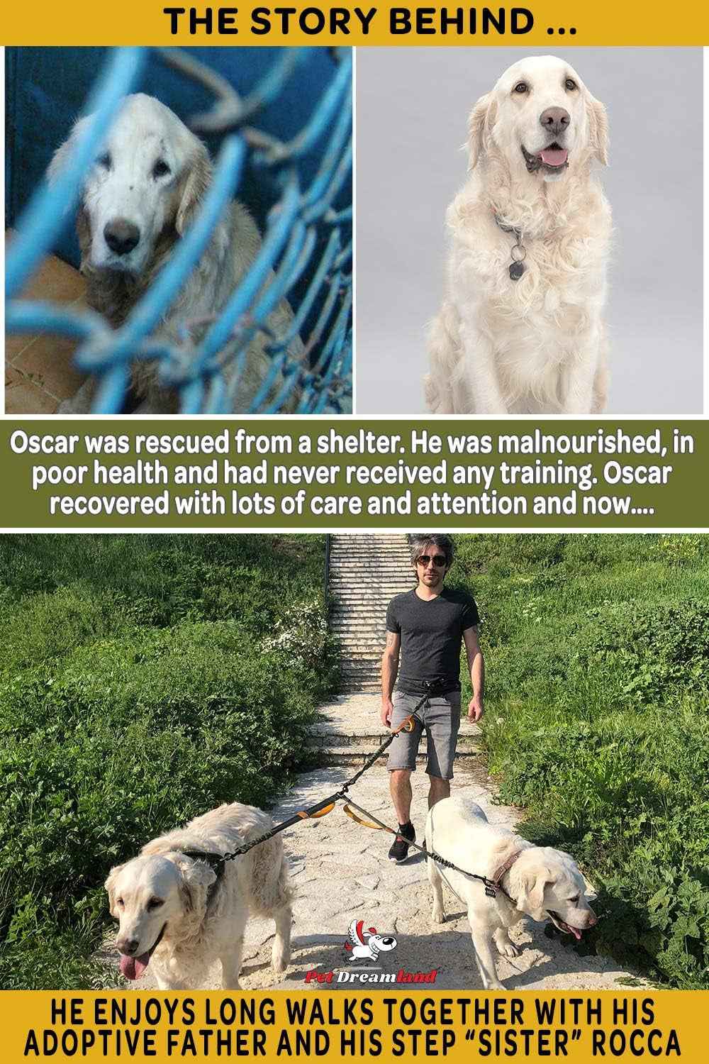 Tangle-Free Dual Dog Leash Coupler for Safe and Smooth Walks