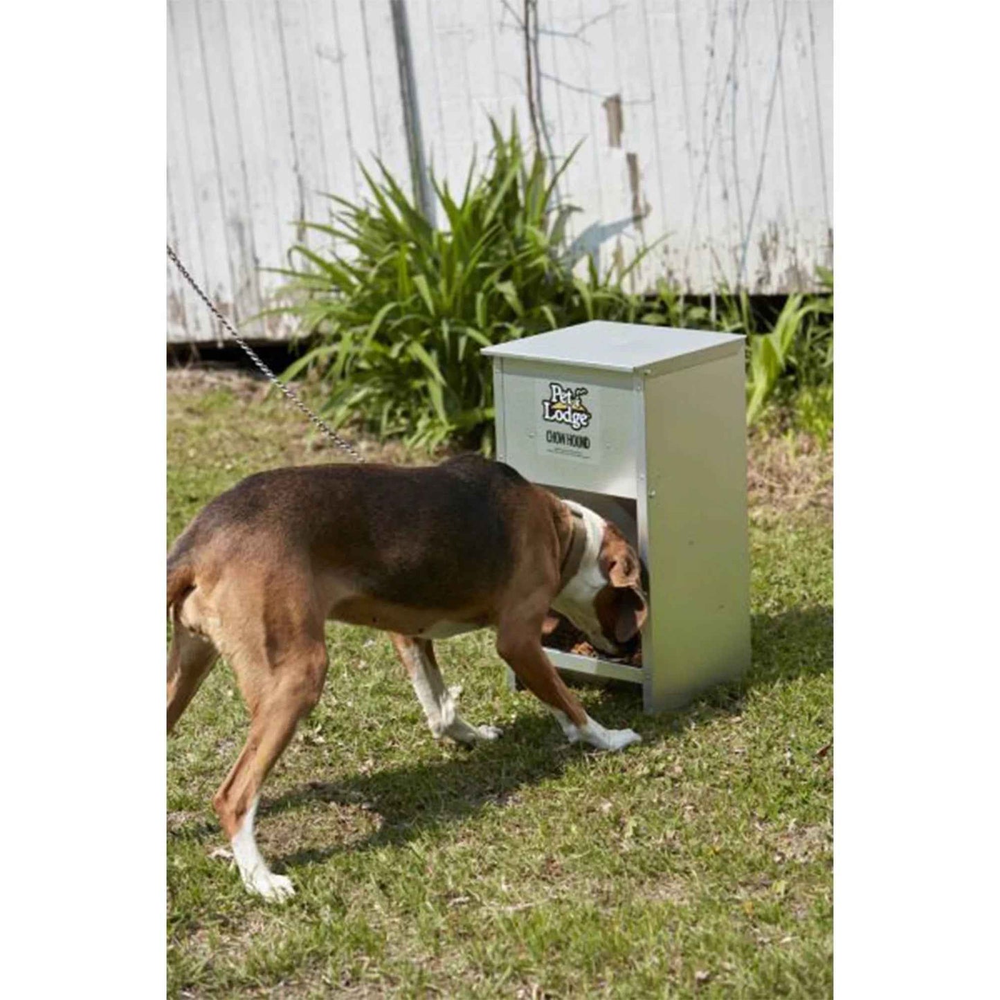Automatic Steel Dog Food Feeder