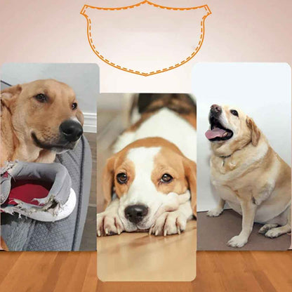 Automatic Dog Ball Launcher with Adjustable Distances