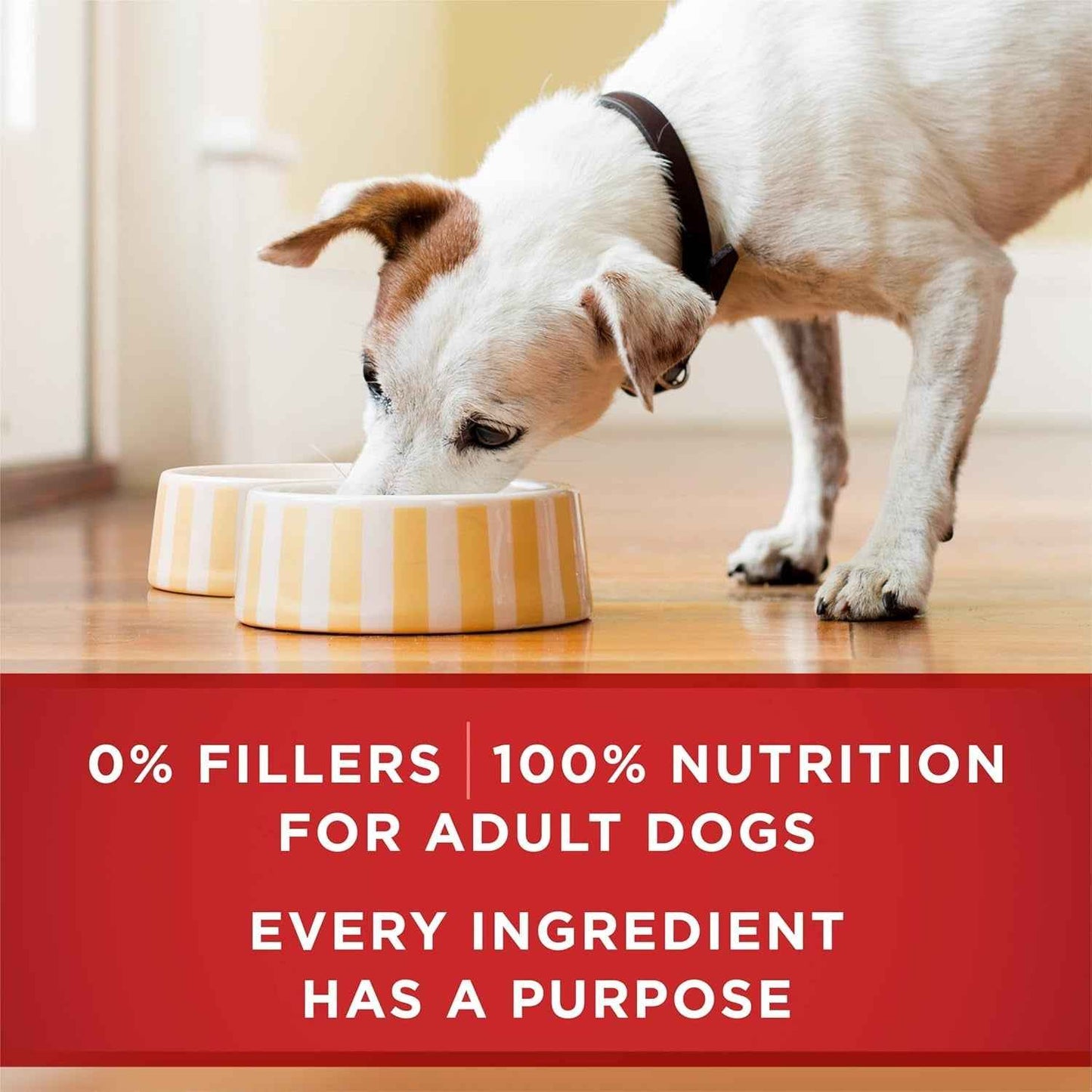 Purina ONE High Protein Chicken and Rice Dog Food in Gravy