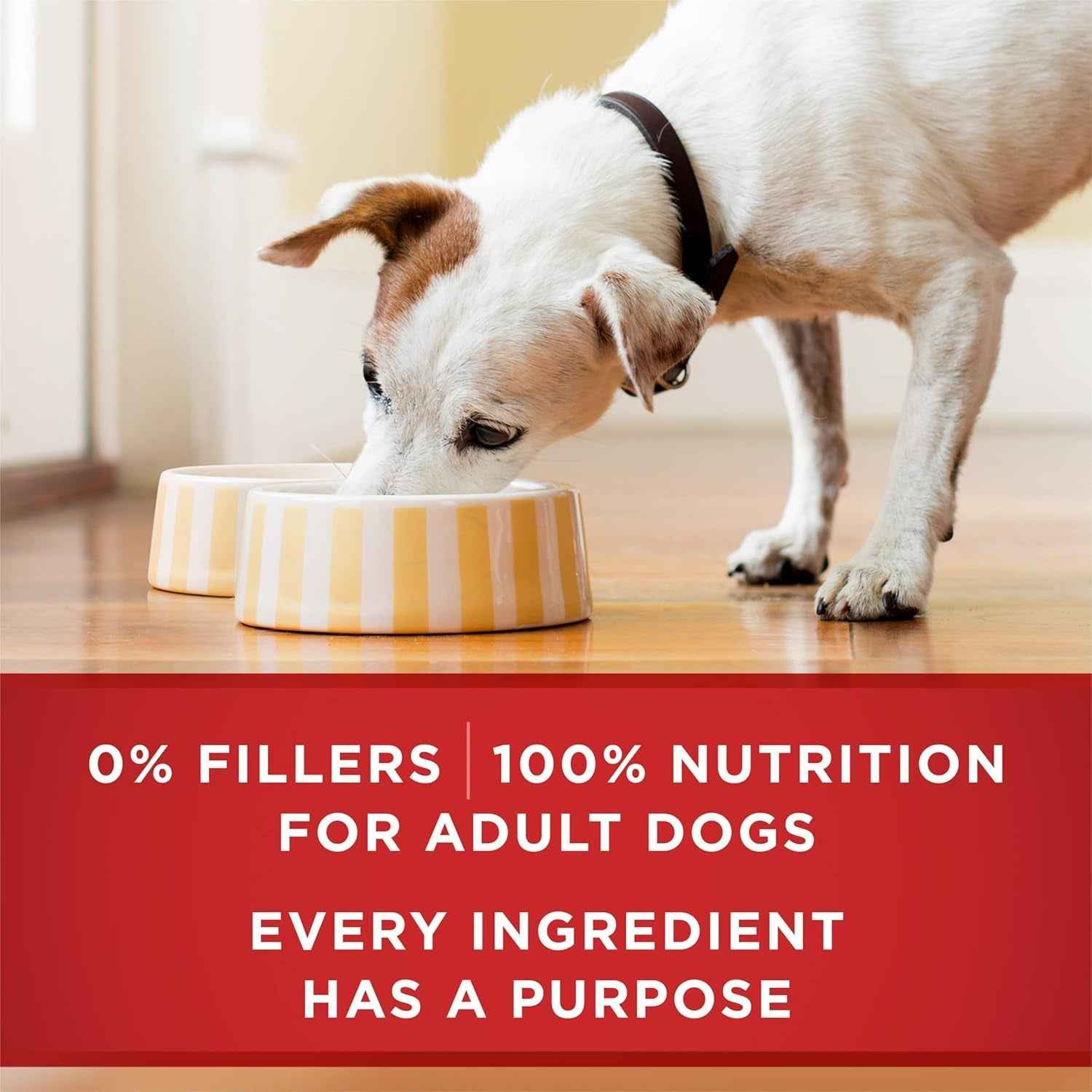 Purina ONE High Protein Chicken and Rice Dog Food in Gravy