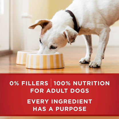 Purina ONE High Protein Chicken and Rice Dog Food in Gravy