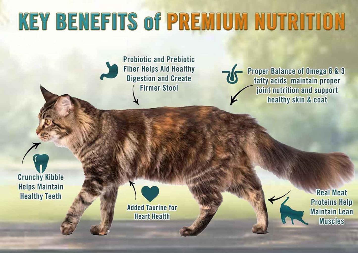 Chicken Cat Food for Immune Health: Chicken & Brown Rice