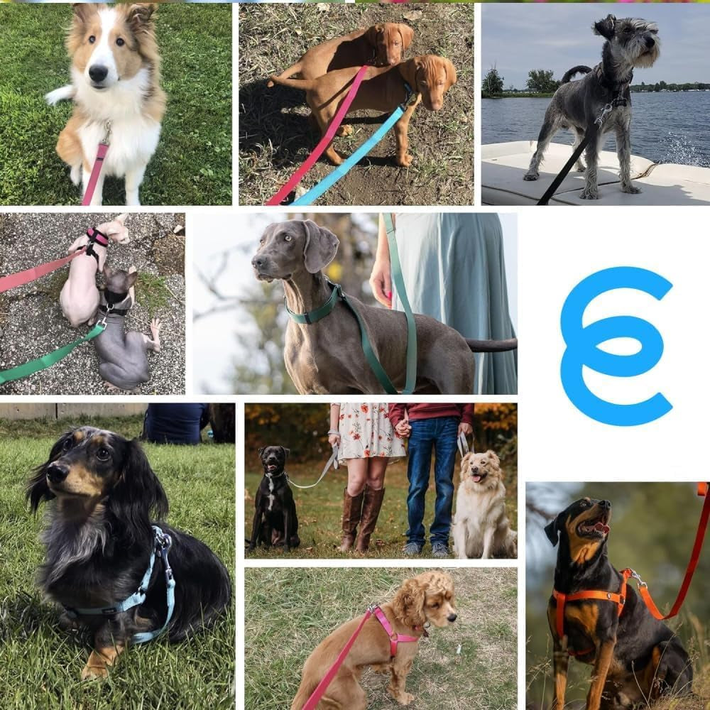 Durable Nylon Violet Dog Leash by Blueberry Pet Essentials - HuckMB Pet Supply