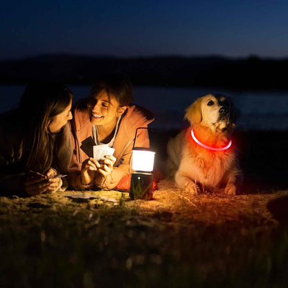 USB Rechargeable LED Dog Collar Light for Night Walks