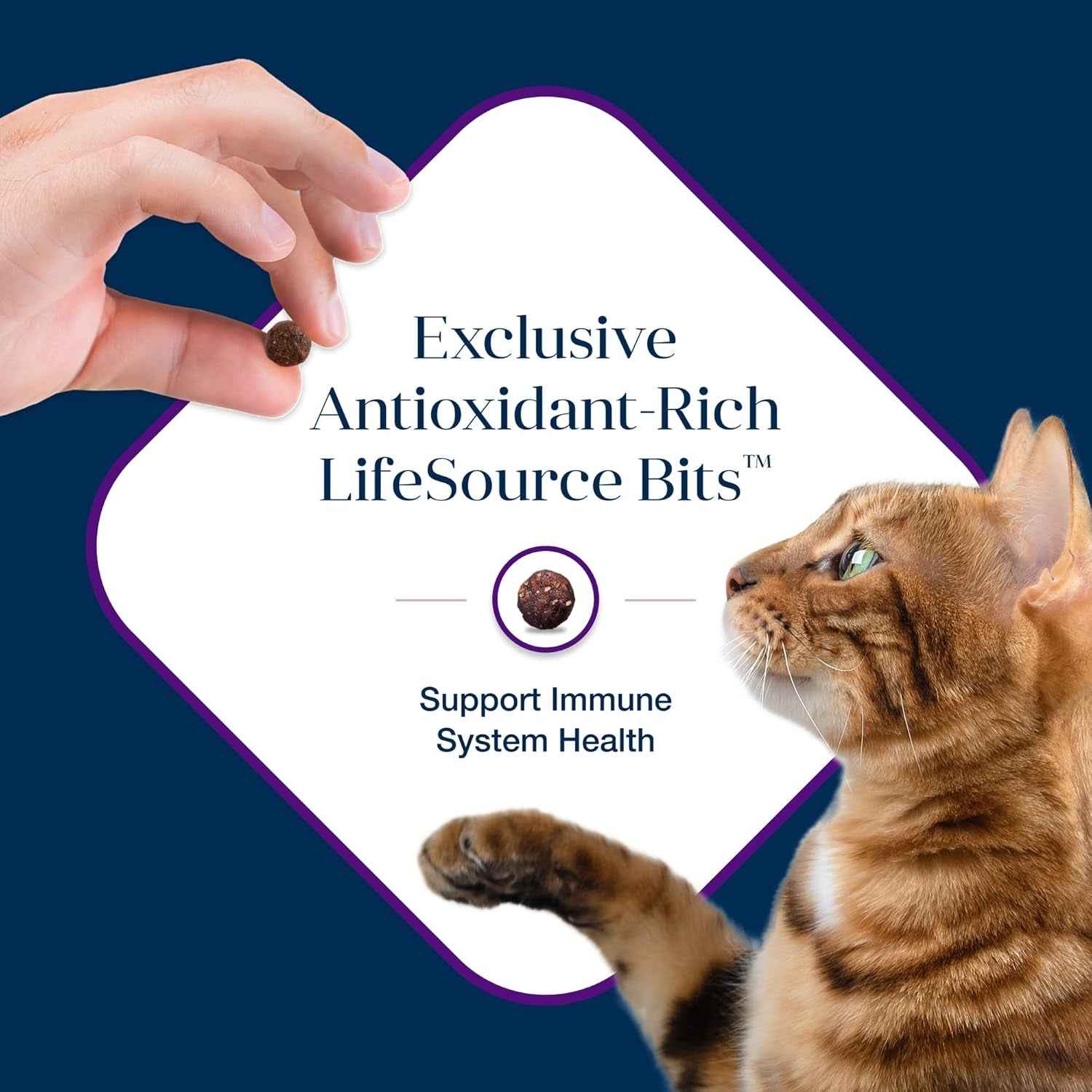 Blue Buffalo Grain-Free Dry Cat Food: Digestive Health