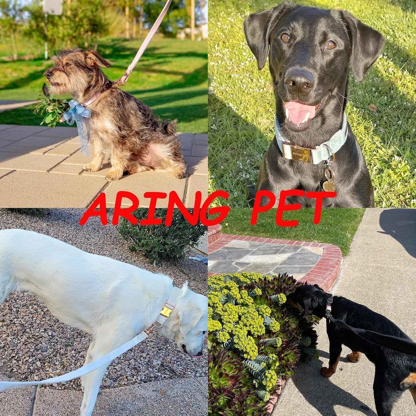 Soft Velvet Dog Collar & Leash Set - Adjustable & Comfy