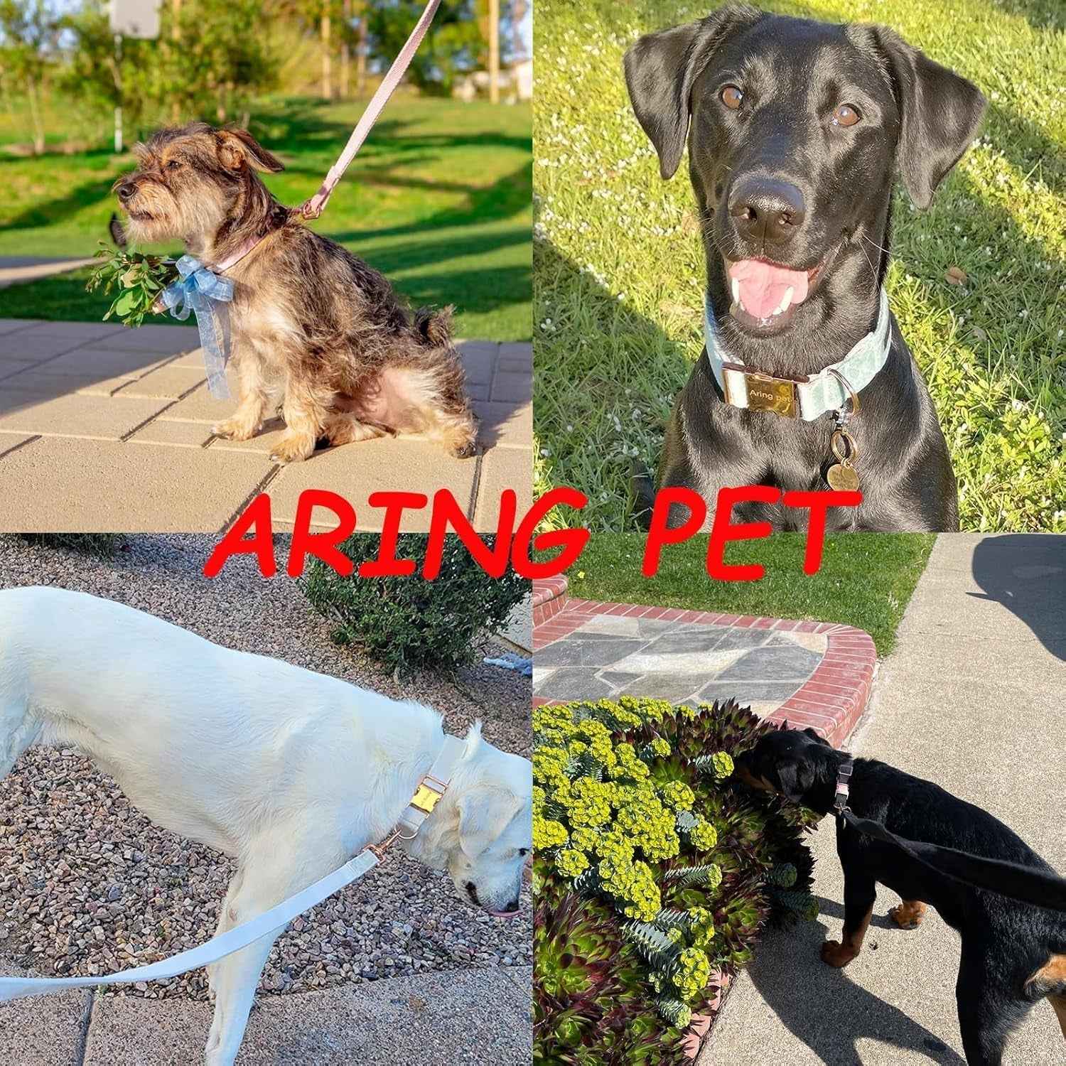 Soft Velvet Dog Collar & Leash Set - Adjustable & Comfy