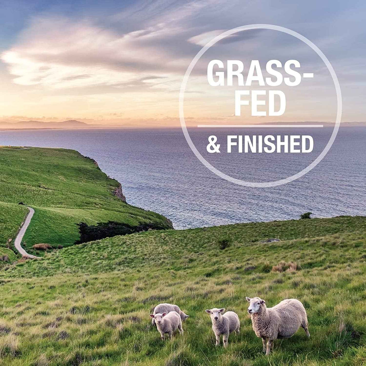 Grain-Free Freeze Dried Dog Food Topper: Lamb & Salmon