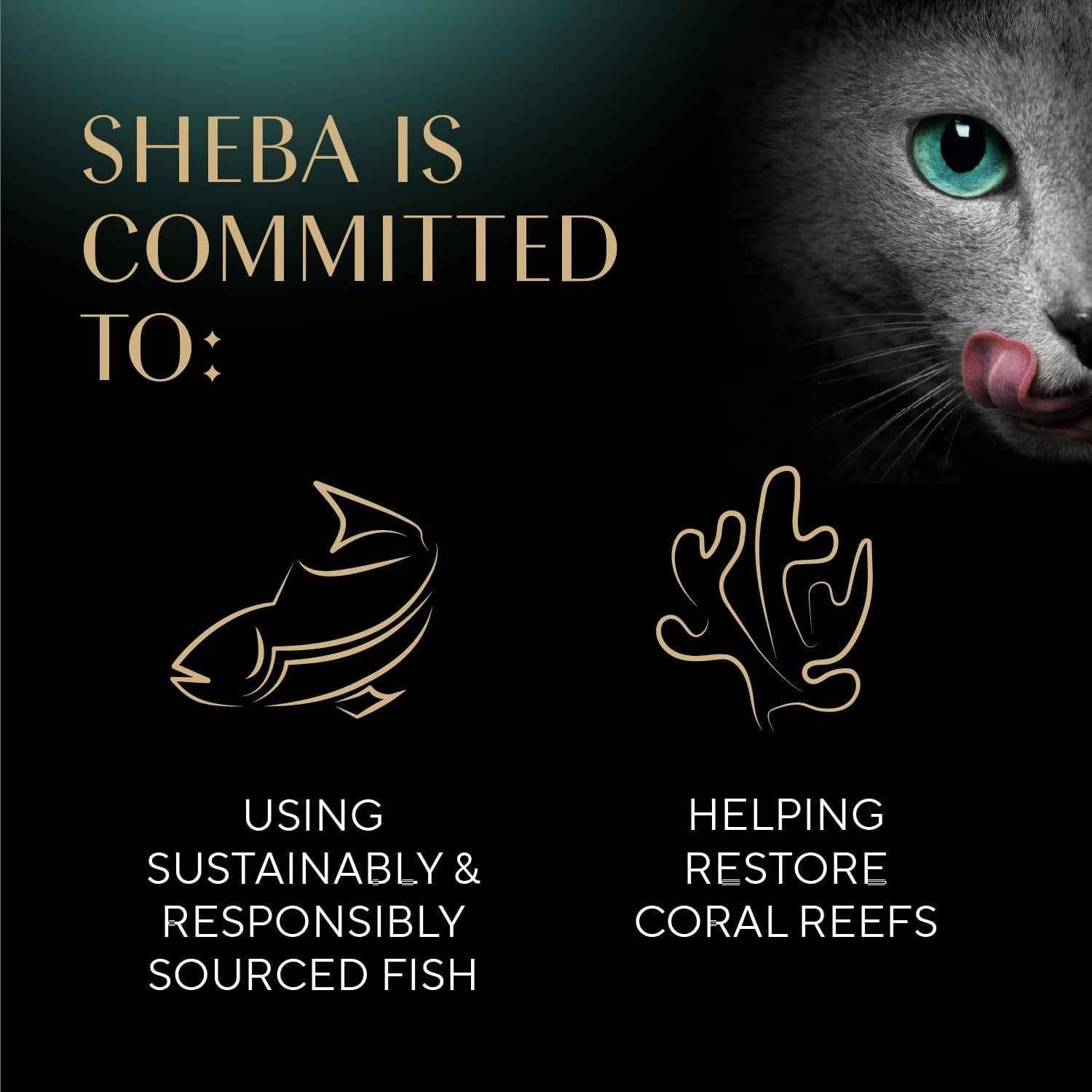 Sheba Perfect Portions Wet Cat Food – Nutritious Pate Meals