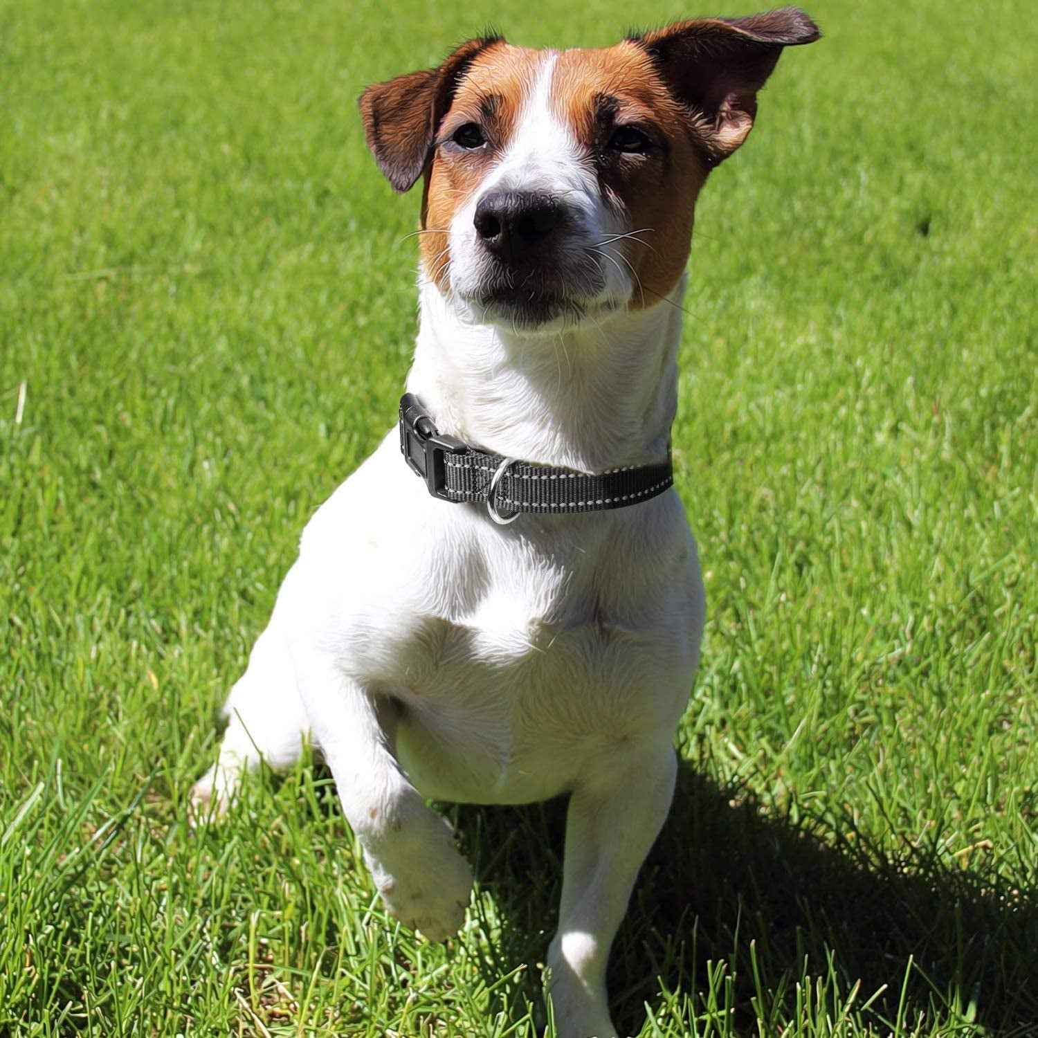 Adjustable Reflective Dog Collar with Buckle Safety