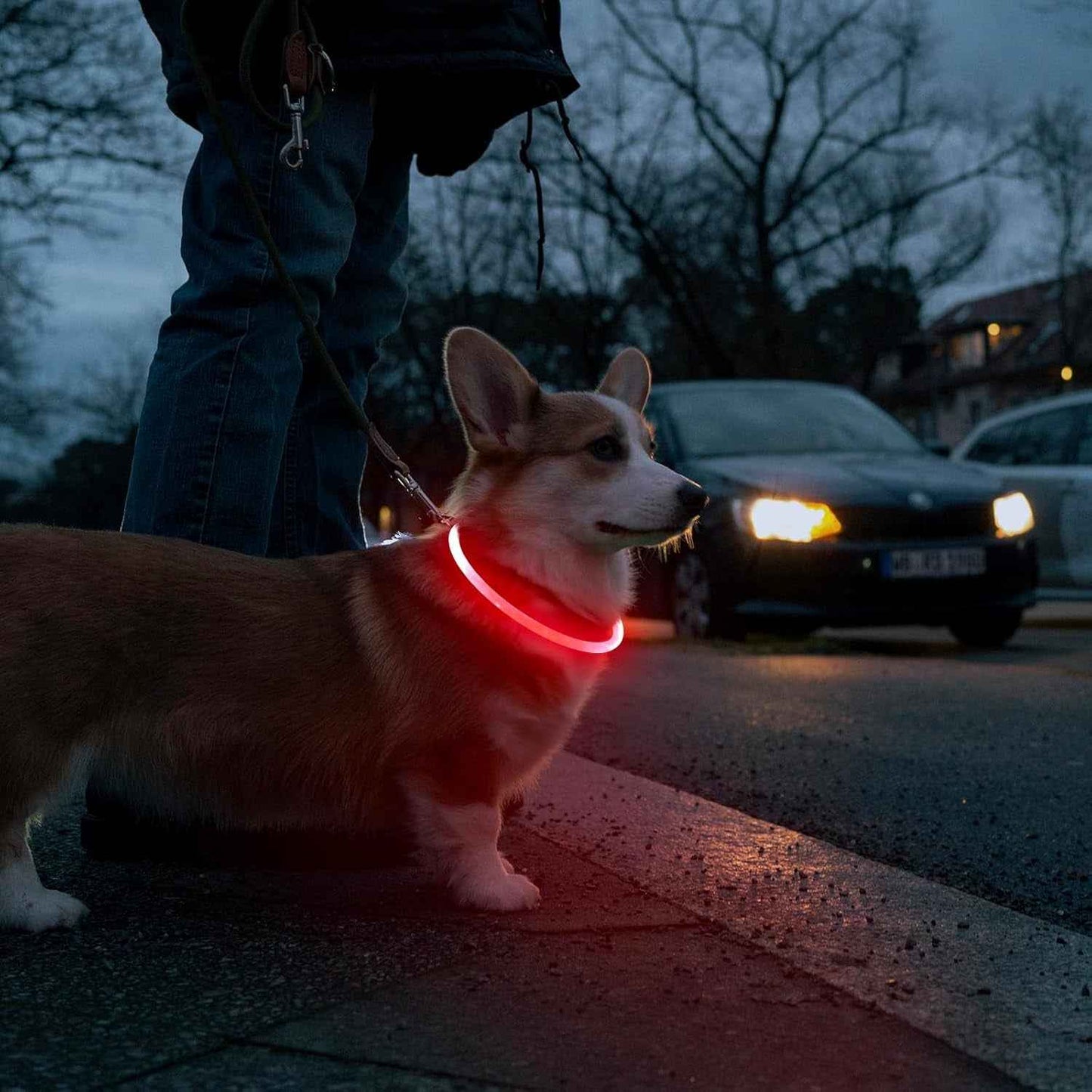USB Rechargeable LED Dog Collar Light for Night Walks