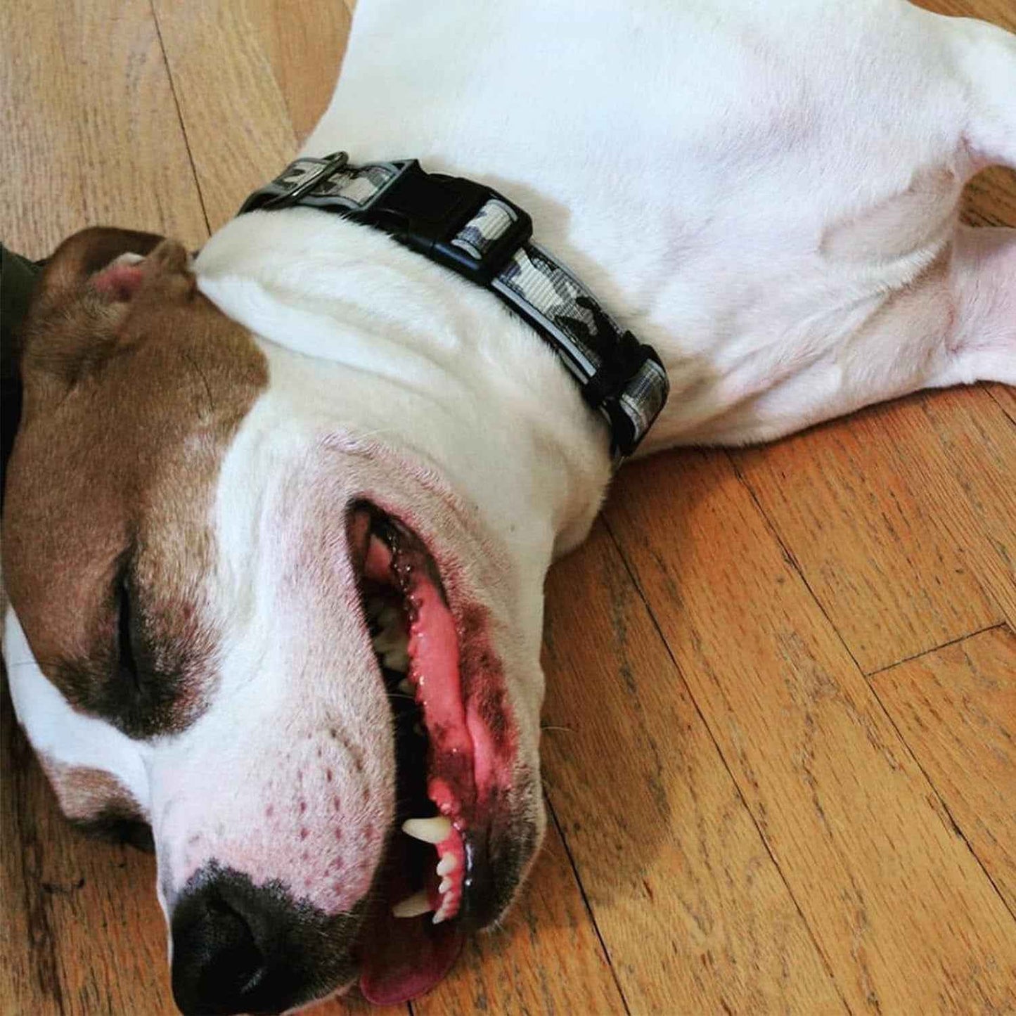 Reflective Padded Pink Dog Collar for Medium/Large Pets