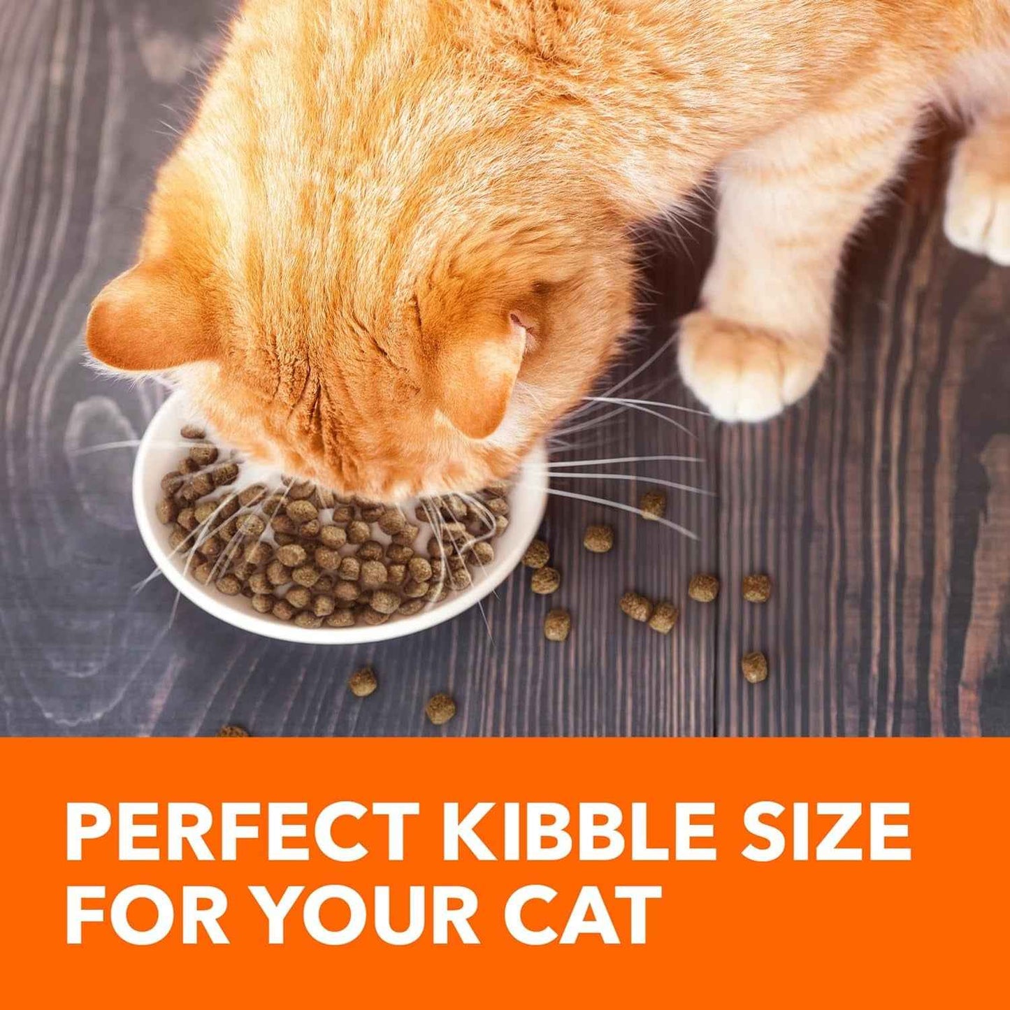 IAMS Salmon Dry Cat Food: Proactive Health for Adult Cats